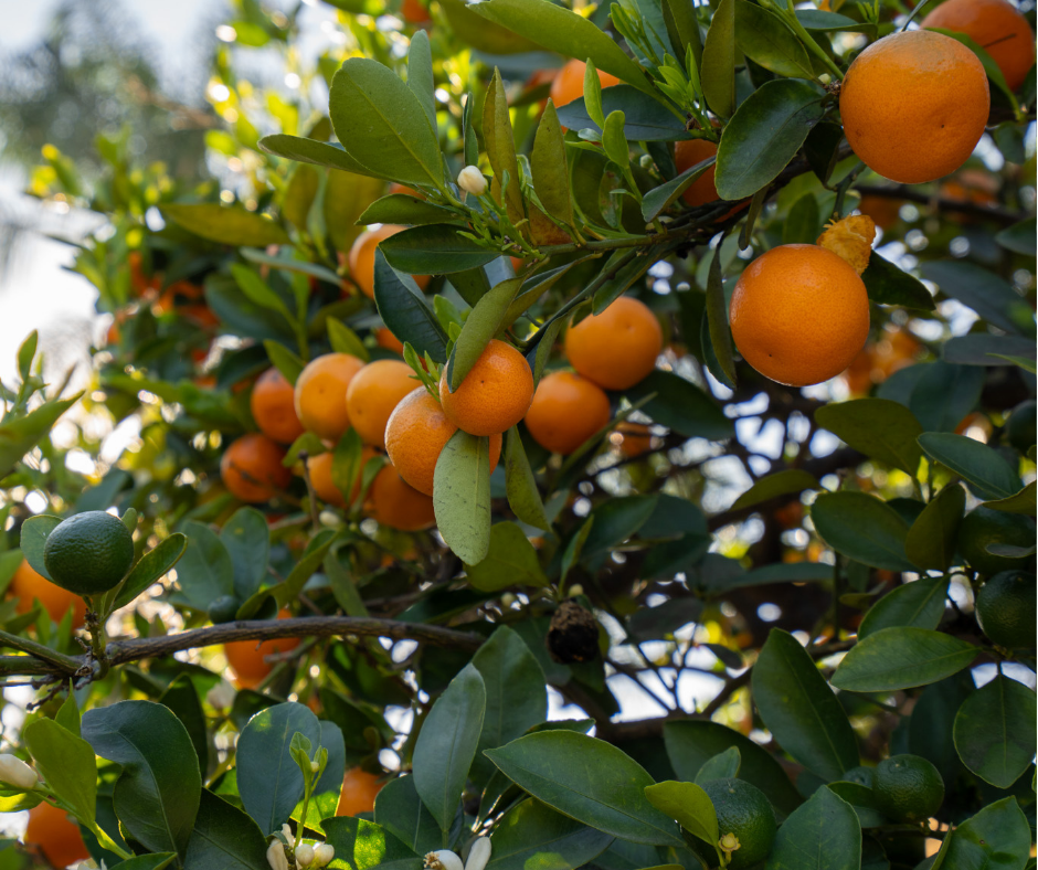 Naranjos del huerto orgánico