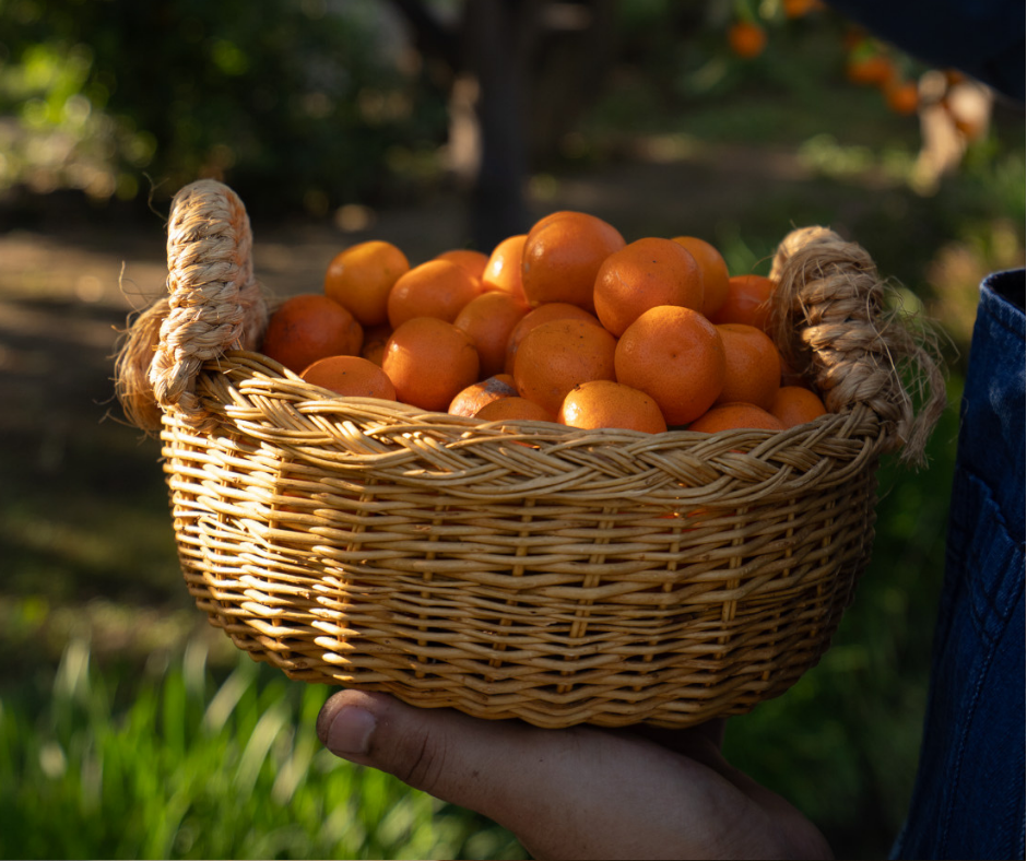 Ingredientes de temporada